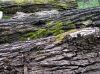 2010 Bad Liebenzell 1_d